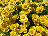 Shutterstock_1106791193_yellow chamomile_dzeltenā kumelīte.jpg