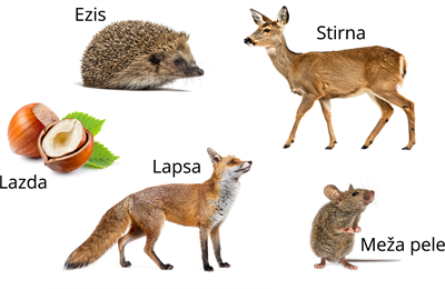 YCUZD_260825_8488_barības ķēde_3.png