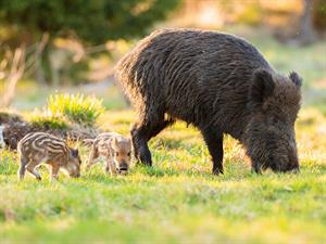shutterstock_1902788416_boar with piglets_meža cūka ar sivēniem.jpg