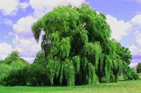 weeping-willow-3637978_1920_vitols_va.jpg