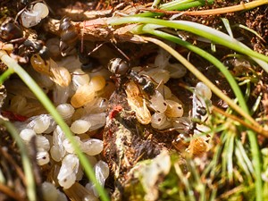 shutterstock_1171087885_ants eggs_skudru olas.jpg