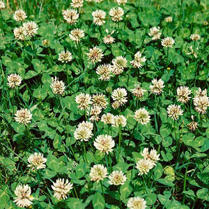 trifolium_repens2.png