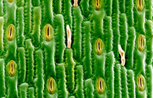 c0052023-stomata_microscopic_pores-spl.png