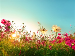Shutterstock_797194879_summer_vasara.jpg
