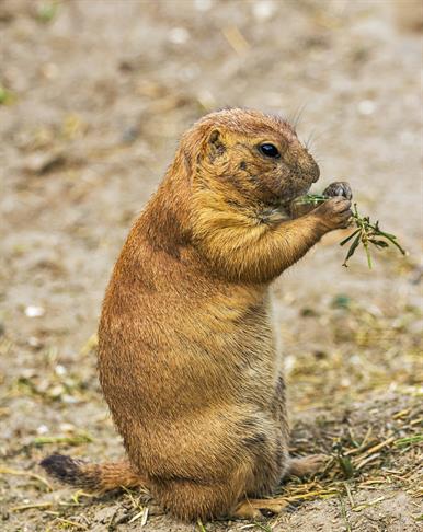 prairie-dog-184974_1920.jpg
