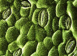 stomata_180.jpg