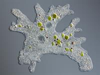 Shutterstock_101601943_amoeba proteus_parastā amēba (1).jpg