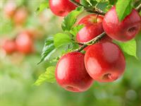 shutterstock_2516815059_apples_āboli.jpg
