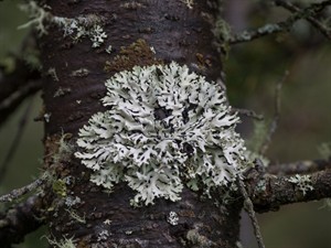 Shutterstock_1068800147_lichen parmelia sulcata_rievainā parmēlija (1).jpg