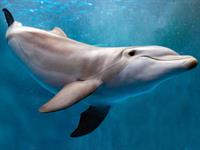 Shutterstock_730022812_dolphin_delfīns (1).jpg