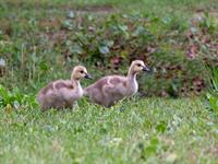shutterstock_2164575867_goslings_zoslēni.jpg