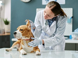 shutterstock_2577683767_Veterinarian examining a dog_Veterinārārste pārbauda suni.jpg