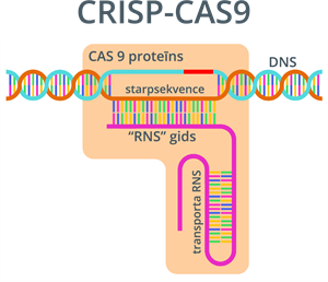 YCUZD_230925_5585_CRISP-CAS9.png