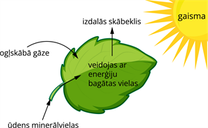 YCUZD_260520_8229_augu_elp_sist_2.png