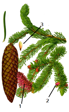 Illustration_Picea_abies0_clean2.png