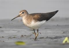 Green_Sandpiper_Tringa_ochropus_by_Dr._Raju_Kasambe_DSCN0314_(11).jpg