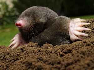shutterstock_106940780_mole_kurmis.jpg