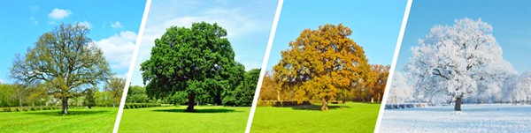 shutterstock_1313041289_summer and autumn tree_vasaras un rudens koks.jpg