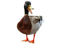 Shutterstock_2522754693_duck_pīle.jpg