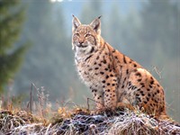 Shutterstock_1132779164_lynx_lūsis.jpg