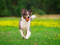 Shutterstock_224949259_dog playing ball_suns spēlē bumbu.jpg