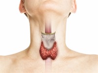 shutterstock_1967615947_thyroid gland_vairogdziedzeris.jpg