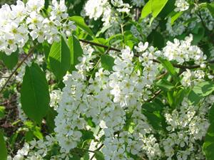 bird-cherry-tree-черёмуха_ieva.jpg