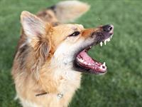 Shutterstock_2484963877_barking dog_rejošs suns.jpg