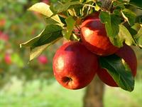 Shutterstock_2476825409_apples_āboli.jpg