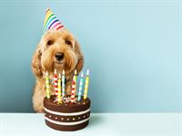 Shutterstock_1812548275_birthday_dzimšanas diena.jpg