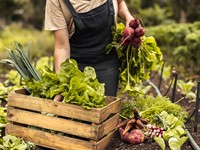 shutterstock_2057554154_Female farmer arranging fresh vegetables_Lauksaimniece savāc dārzeņus.jpg
