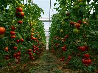 Shutterstock_2221139149_tomatoes in greenhouse_tomāti siltumnīcā.jpg