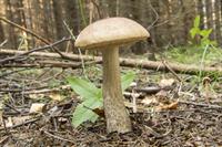 rough-boletus-885637_1920_podbereznik.jpg