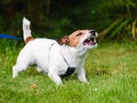 Shutterstock_1191951124_angry dog_dusmīgs suns.jpg