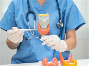 shutterstock_2667449687_thyroid gland human anatomy model_vairogdziedzera anatomiskais modelis.jpg