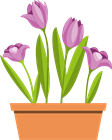фиолетовые цветы_lilla ziedi_purple flowers.png