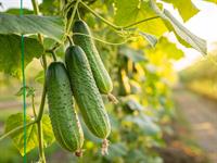 shutterstock_2621793045_cucumbers_gurķi.jpg