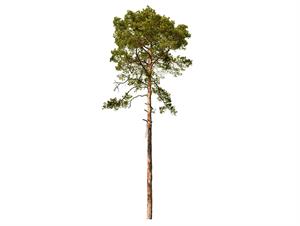 shutterstock_2201351771_pine tree_priede.jpg