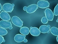 shutterstock_1962102295_yeast fungi_rauga sēnītes.jpg