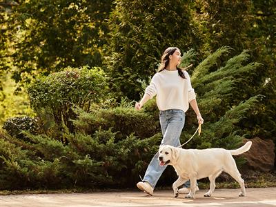 shutterstock_2525950283_walking dog_pastaiga ar suni.jpg