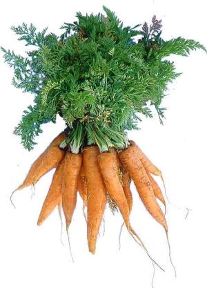 carrots.jpg