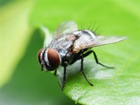 Shutterstock_577267390_fly_muša.jpg