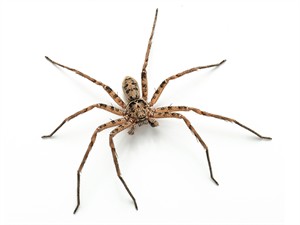 shutterstock_1518105167_spider_zirneklis.jpg