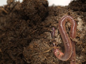 shutterstock_2000347343_earthworm_slieka.jpg