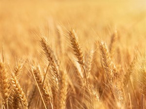 Shutterstock_2469161609_wheat_kvieši.jpg