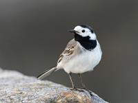 shutterstock_2206195421_white wagtail_baltā cielava.jpg