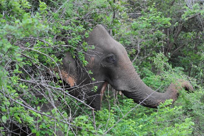 Srilanka 3-2010 109.jpg