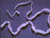 tapeworm.GIF