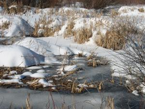 winter marsh1.jpg