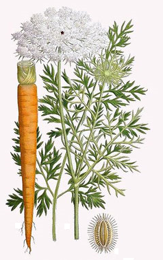 DaucusCarotaSativus.png